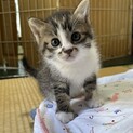 イケメン★歌舞伎くん★