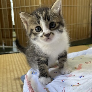 イケメン★歌舞伎くん★