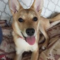 可愛いお子ちゃま野犬の『ペッパーミル』