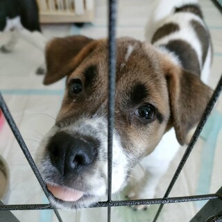 保健所レスキュー野犬の子♂茶々くん