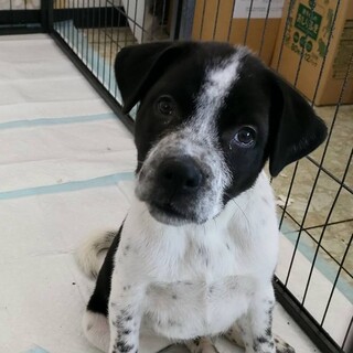 保健所レスキュー野犬の子♂空くん