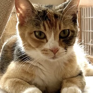 ちょっと強気なキジミケのきみちゃん