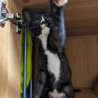 6/25さいたま市譲渡会参加　歌丸君