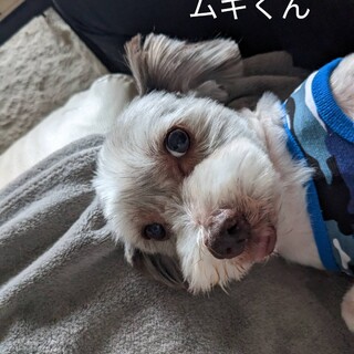 ヤンチャな男の子、とっても甘えん坊