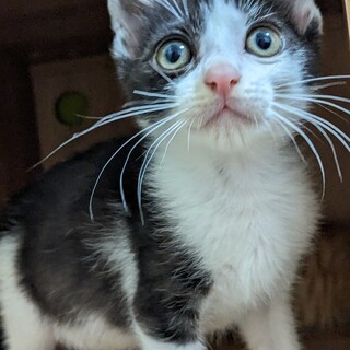 7/16荒川区西尾久譲渡会参加　猪之助君