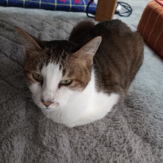 人見知りだけど甘えん坊の大ちゃんです