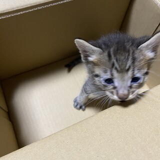 1ヶ月ぐらいの子猫