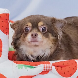 なでなでが大好きな人懐っこいチワワの女の子♡