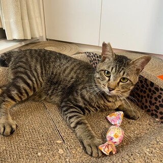 1歳　捨てられた？キジ猫　麦くん