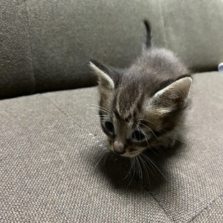 1ヶ月ぐらいの子猫
