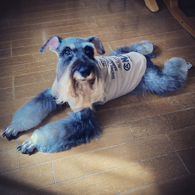 ジャスパーボーイのカバー写真