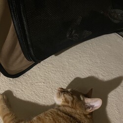 まだ見つかりません