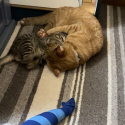 「まだ見つかりません」サムネイル2