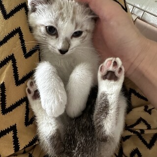 兄妹3匹　約生後2ヶ月　ブルーアイとミケちゃんです