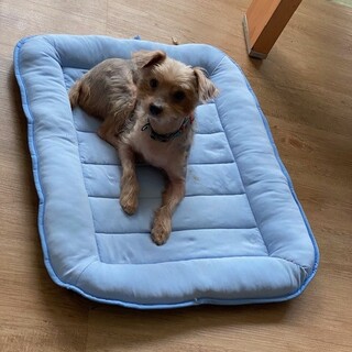 甘えん坊の可愛いライト君