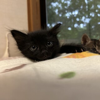 真っ黒の男の子