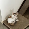 生後2ヶ月くらいの3兄妹のミケちゃんです