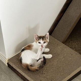 生後2ヶ月くらいの3兄妹のミケちゃんです