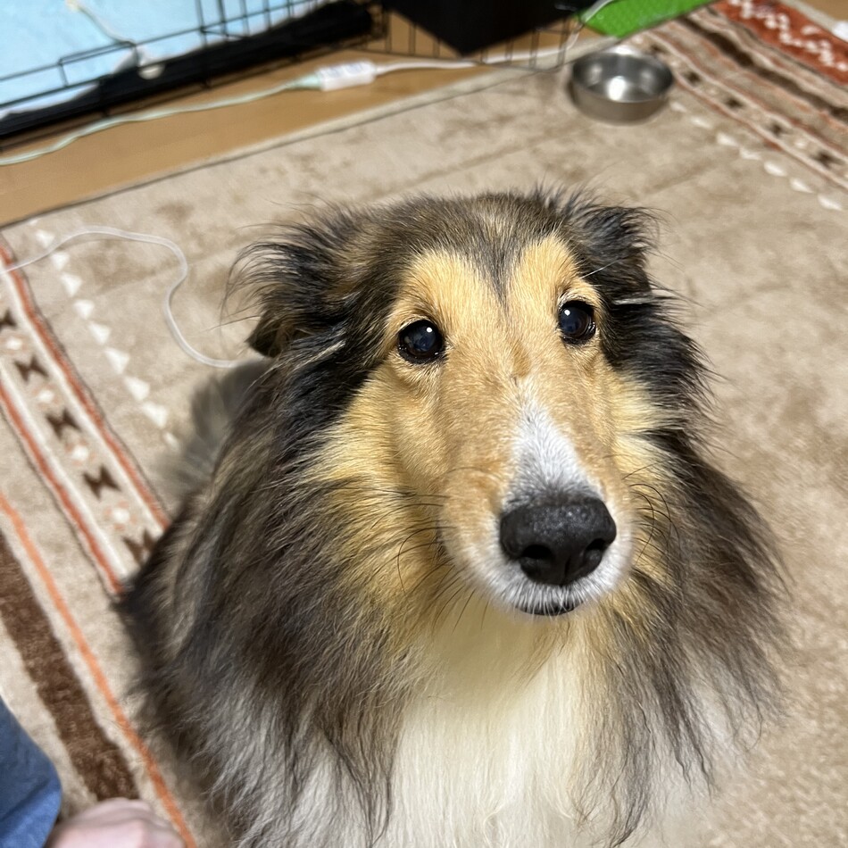 ジュリのカバー写真