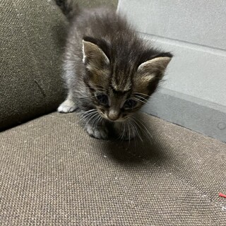 一ヶ月くらいな子猫