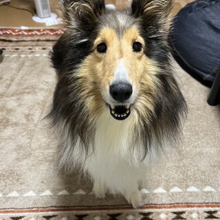 かまってちゃんのジュリちゃん