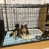 かまってちゃんのジュリちゃん サムネイル4