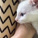 ブルーアイでカギしっぽ、三兄妹のお兄ちゃん！