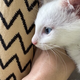 ブルーアイでカギしっぽ、三兄妹のお兄ちゃん！