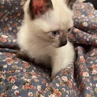 1ヶ月半の子猫ちゃん