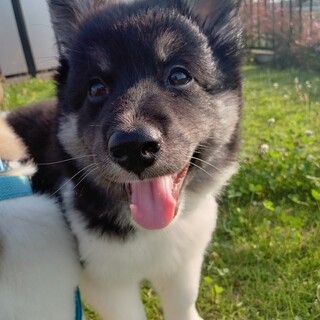 「ふわり」女の子