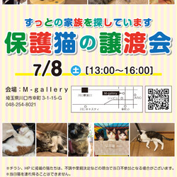 保護猫の譲渡会