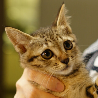 母を探して放浪してきたテテちゃん