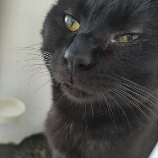 急募 甘えん坊な黒猫さん 里親募集