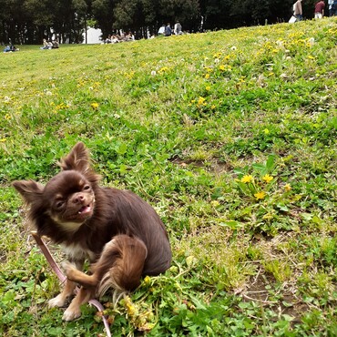 お散歩練習。はじめて階段をのぼれるようになった日。