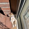日向ぼっこだいすき