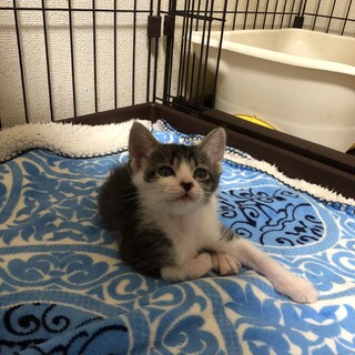 ありがとうございました★グレー黒雉白クーピーちゃん