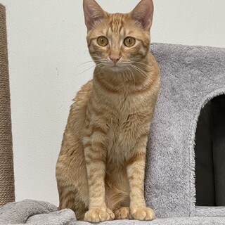 誰にでも甘えます！