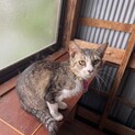 おしとやかな女の子！