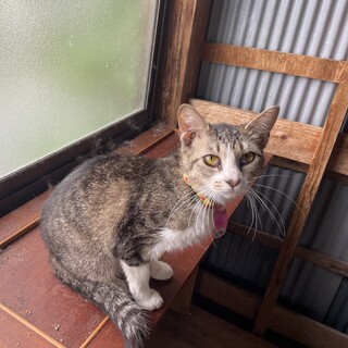 おしとやかな女の子！