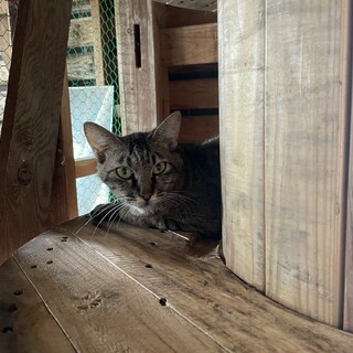 つり目が可愛い女の子！