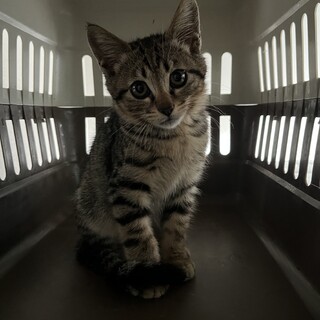 エイズ薄く陽性ですが陰転する可能性が高いです。