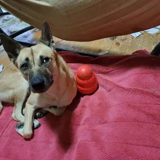 おとなしい女の子