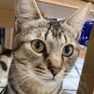 珍しいキジ柄の男前