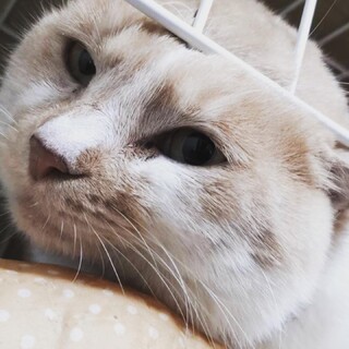 大人の魅力　貫禄たっぷり父ちゃん猫