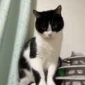 猫は好きだけど人間は微妙です