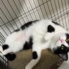 猫は好きだけど人間は微妙です サムネイル2