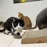 猫は好きだけど人間は微妙です サムネイル3