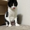 猫は好きだけど人間は微妙です サムネイル4