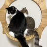 猫は好きだけど人間は微妙です サムネイル5