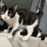 猫は好きだけど人間は微妙です サムネイル6